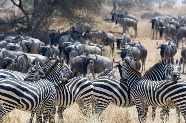 Cebra y Antílopes Ñu - parque nacional de Tarangire - Tanzania 2.jpg